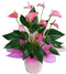 Anthurium plant