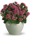 Bountiful Kalanchoe