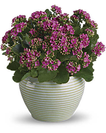 Bountiful Kalanchoe