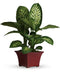 Delightful Dieffenbachia