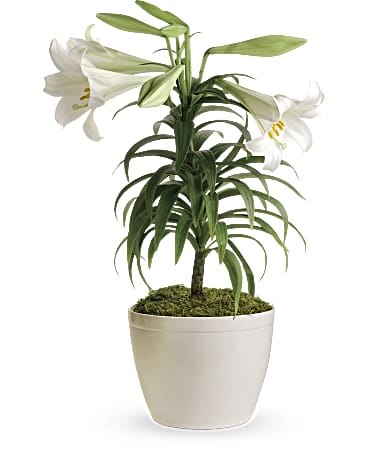 Easter Lily Plants