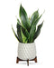 Growing Art Sansevieria Plant