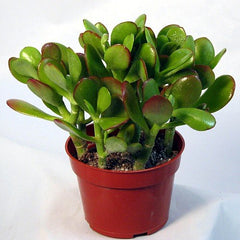 Collection image for: Plants