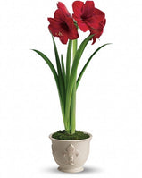 Merry Amaryllis