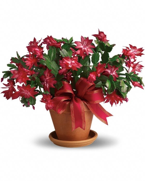 Merry Christmas Cactus