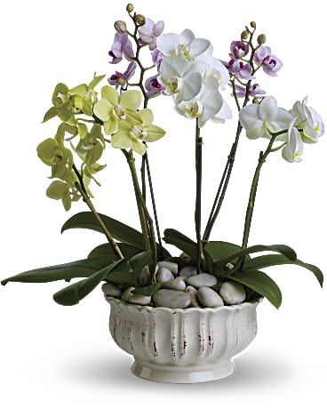 Regal Orchids