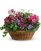 Simply Chic Mixed Plant Basket