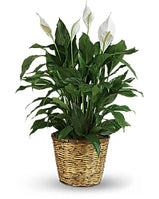 Simply Elegant Spathiphyllum