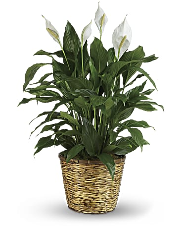 Simply Elegant Spathiphyllum