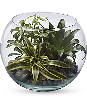 Sphere Of Tranquility Terrarium