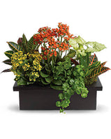 Stylish Plant Assortment