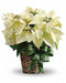 White Poinsettia