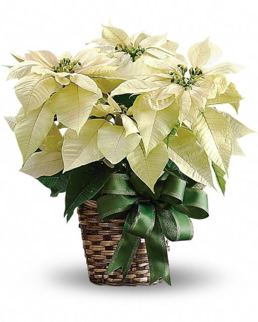 White Poinsettia